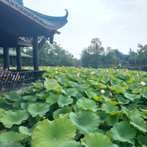 芳妹儿美食记 头像