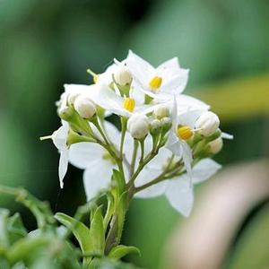 道法自然（渡劫） 头像