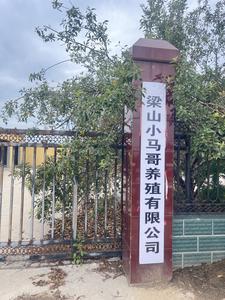 梁山小马哥养殖有限公司 头像