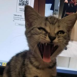 把大佬接回来 头像