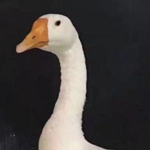 欢快喜鹊gc 头像