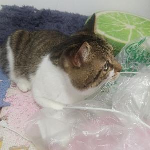 神豪风范的宁小姐头像