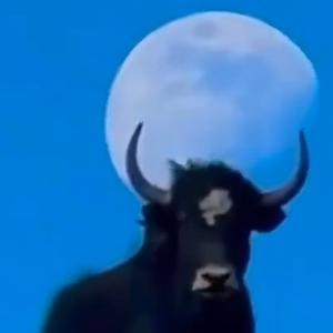 山顶惬意赏霞光 头像