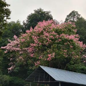 优雅叶子 头像