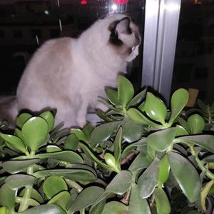 老贺聊八卦 头像