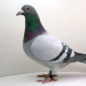 牧金刚鸽友会 头像