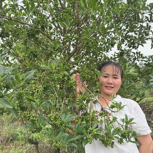 八角之乡小蓝姐苗场 头像