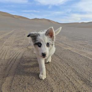 薇薇的房车生活 头像