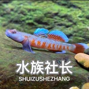 水族社长头像