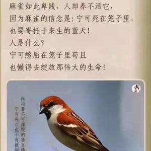 哎大师头像