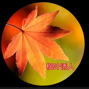 枫叶诱人 头像