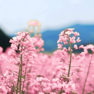 小心放大镜 头像