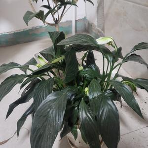 江边怀古的思者 头像