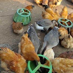 朱哥养殖记 头像