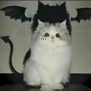 头条中的老油条 头像