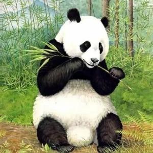 凤凰分享 头像