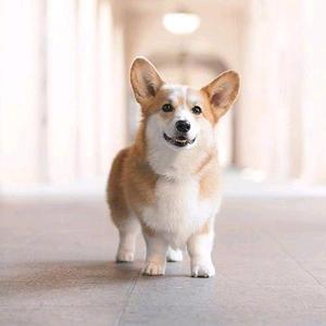 创意AI技术制作 头像