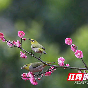 风趣东北哥 头像