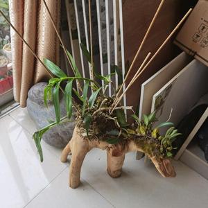 鸢尾花香香 头像