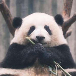 温柔酷酷熊 头像