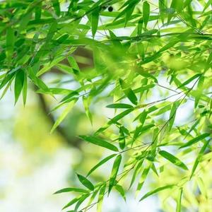 淡蓝爱分享 头像