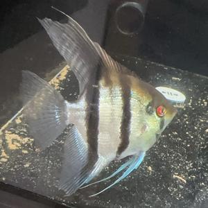 鱼友情水族 头像