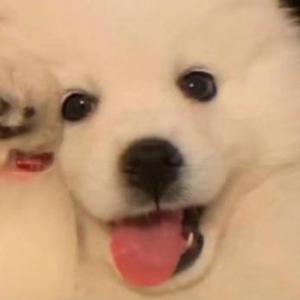 白肺劲