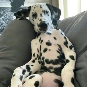 黄衣皮刀客 头像