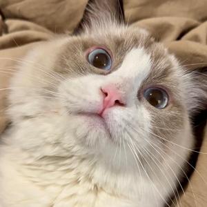 猫不馋 头像