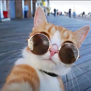 远见卓识小猫5DX 头像