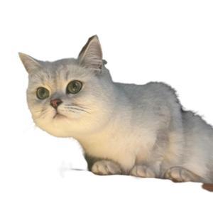 小万尚艺