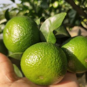 雄二无核沃柑（种植好物分享） 头像