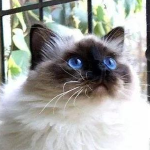 方生的书房 头像