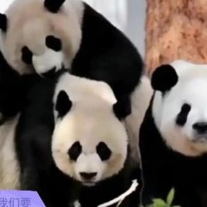 温柔美香一家平安归来