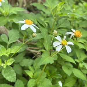 深爱着的这片土 头像