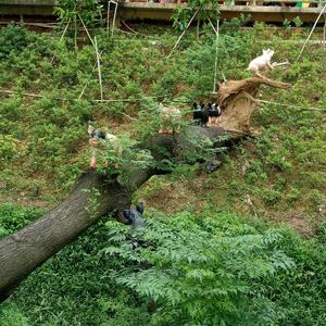 极客流水6N2 头像