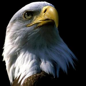 网络车怎么对付乘客 头像