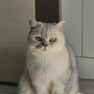 陈晓陈6b0F 头像