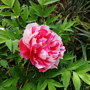 心花怒放 头像