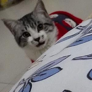 安安仔2568 头像