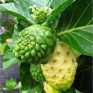 球迷林哥仔 头像