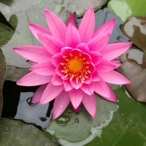 M爱如烟花M